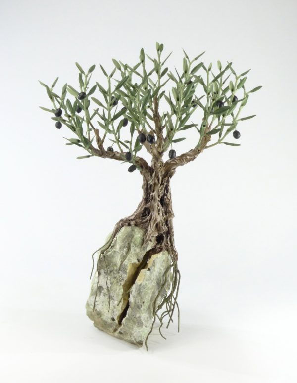 olivier bonsaï sur rocher
